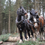 Balade en attelage